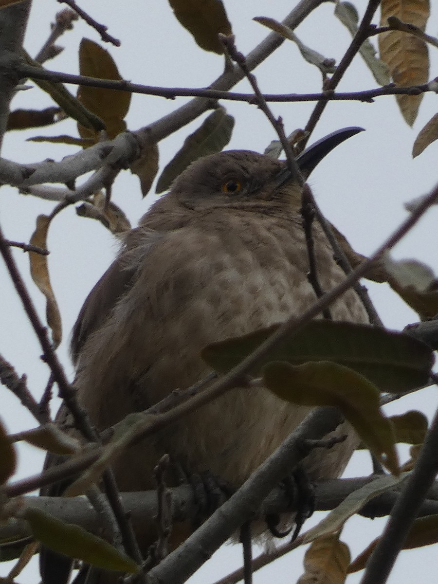 Curve-billed Thrasher - ML629123825