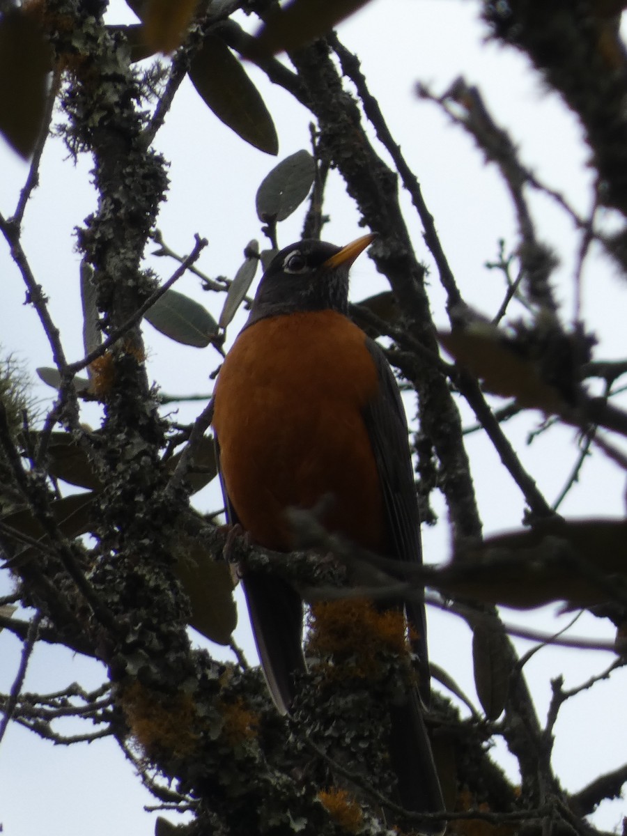 American Robin - ML629123831
