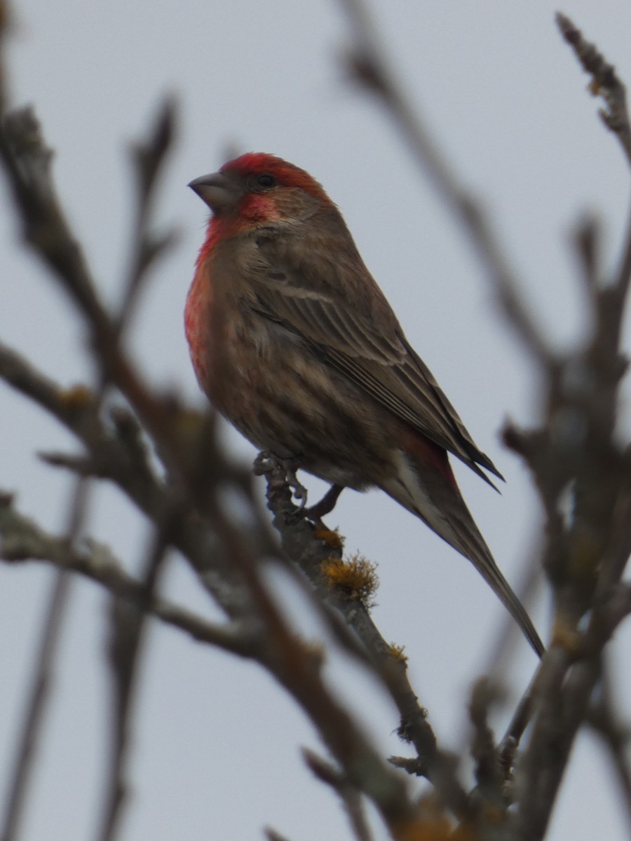 House Finch - ML629123834