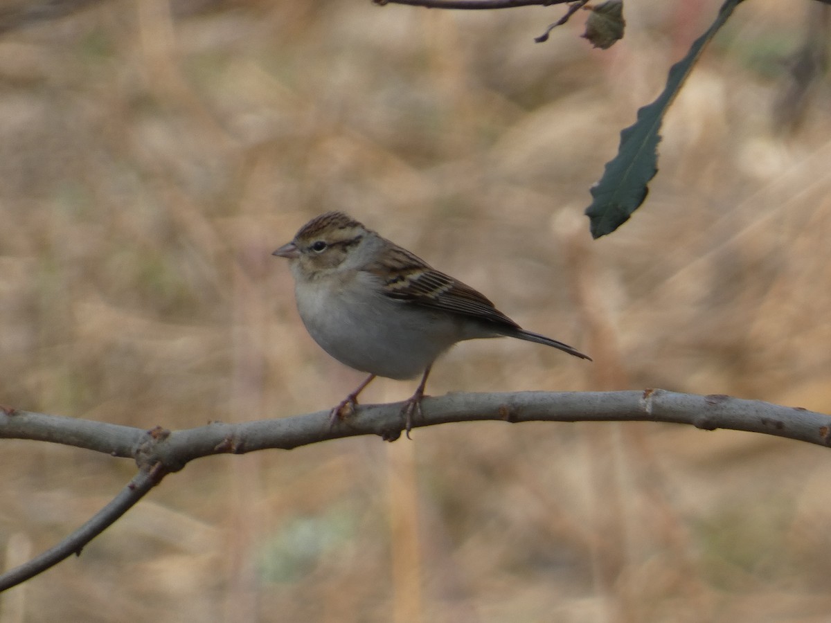 Chipping Sparrow - ML629123837