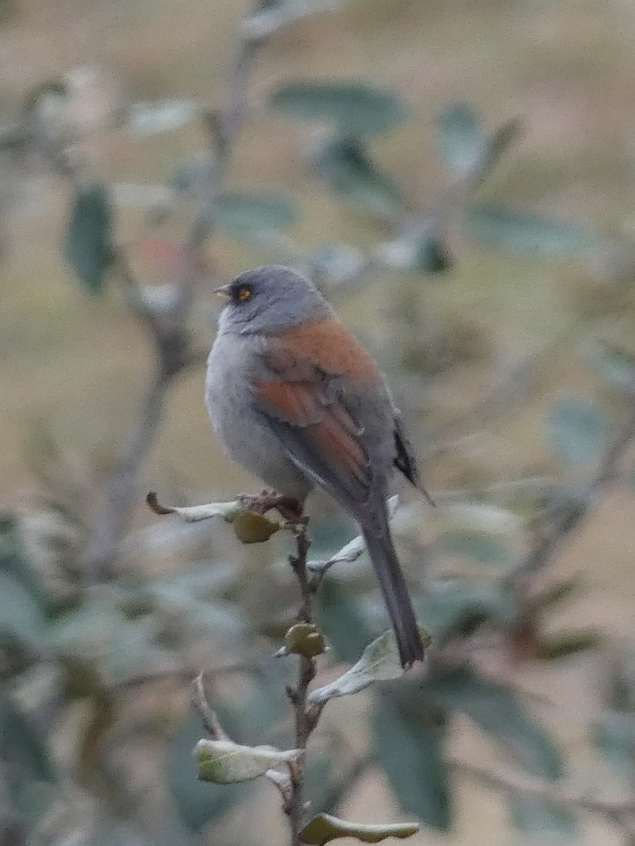 Yellow-eyed Junco - ML629123844
