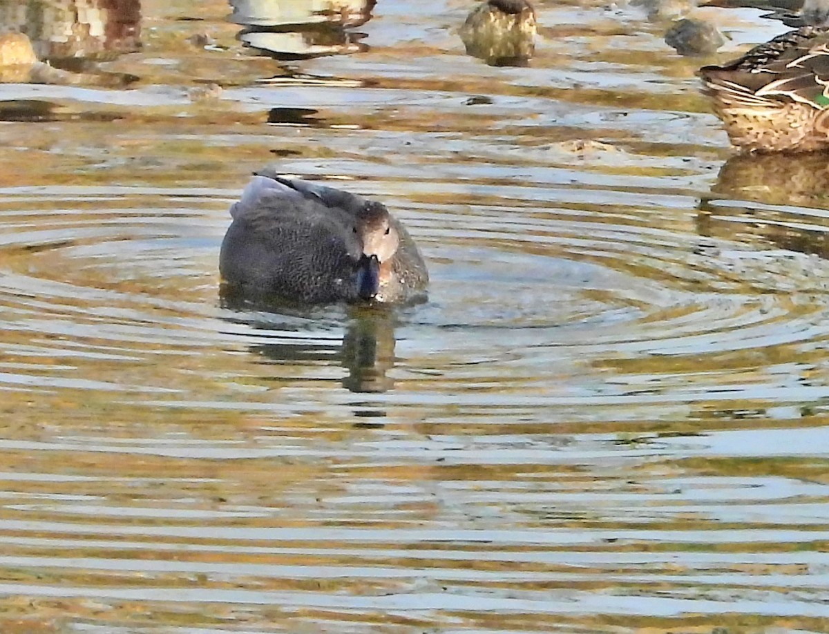 Gadwall (Common) - ML629123850