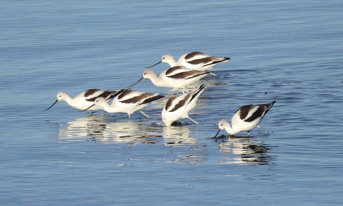 American Avocet - ML629123851