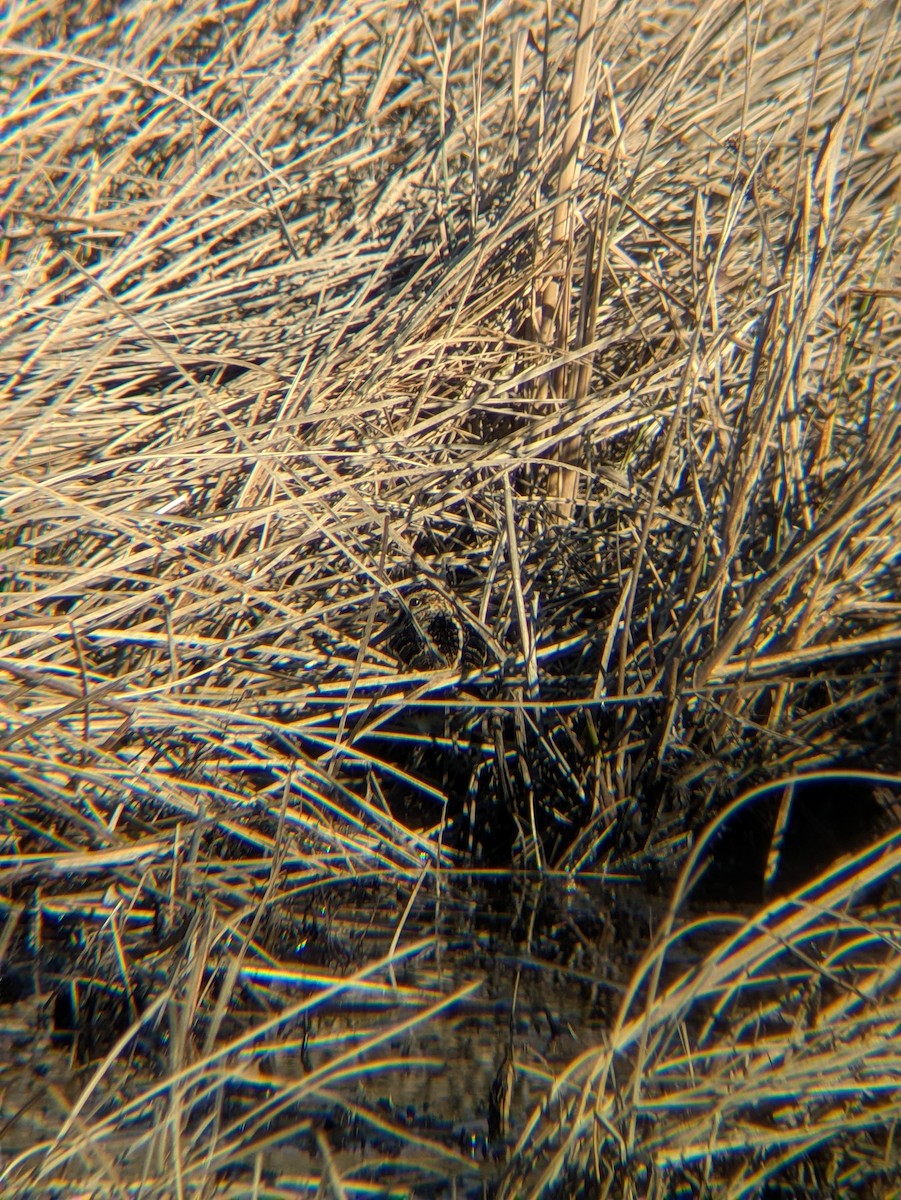 Wilson's Snipe - ML629123858