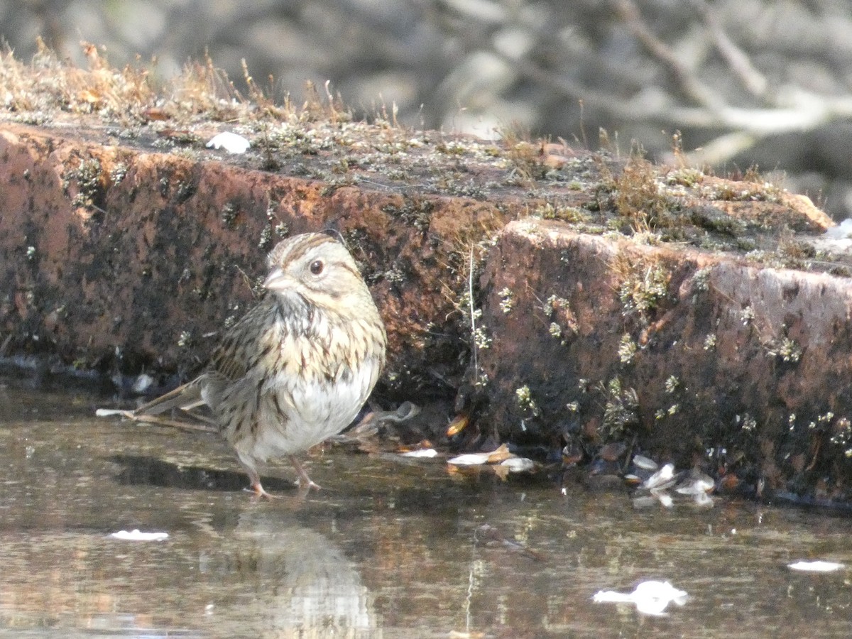 Lincoln's Sparrow - ML629123867