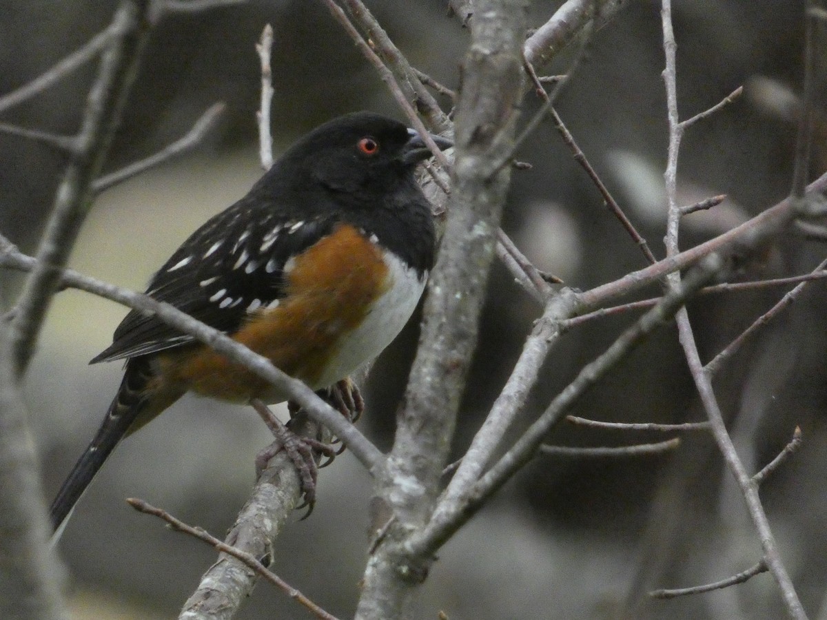 Spotted Towhee - ML629123880