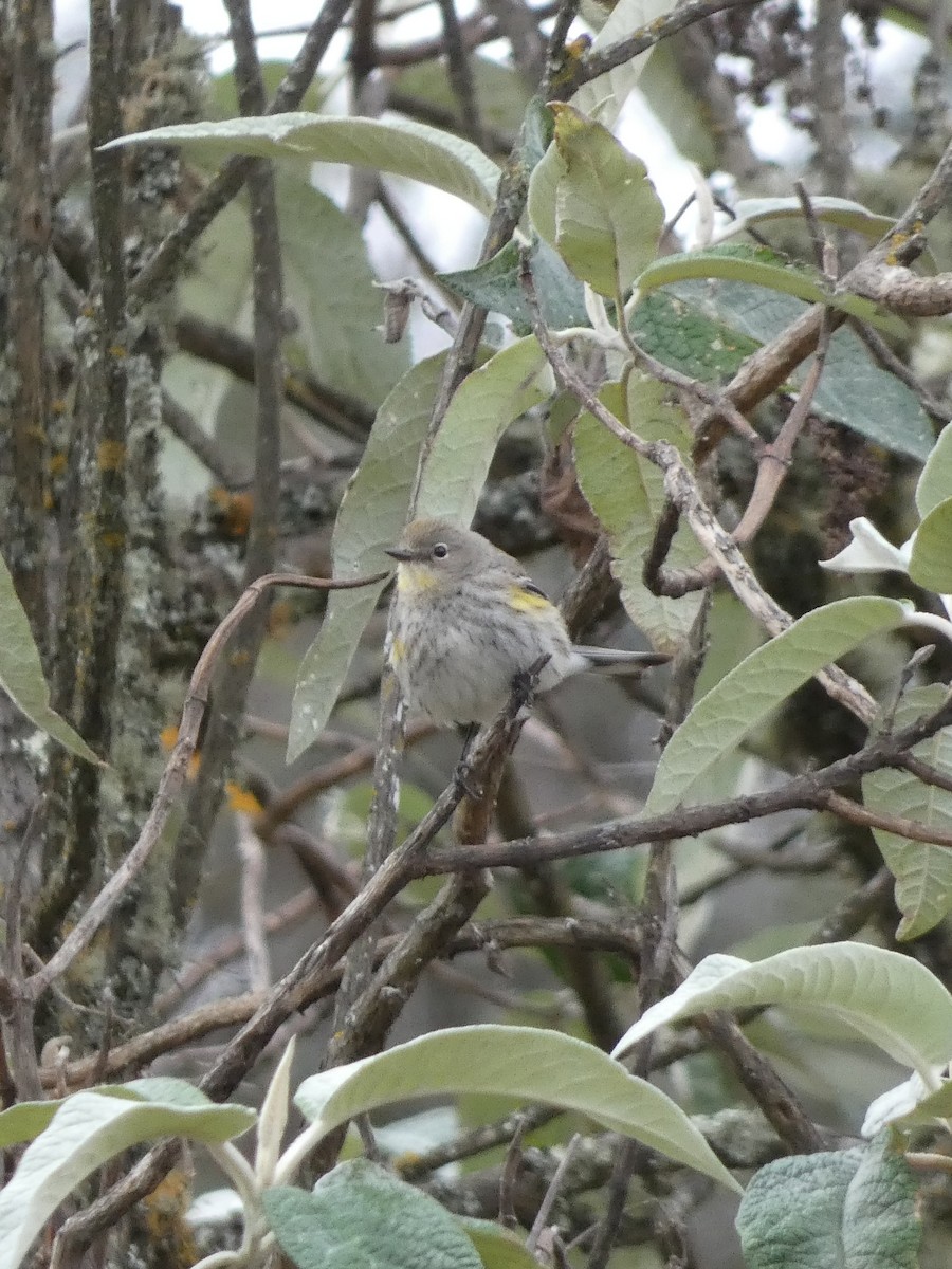 Yellow-rumped Warbler - ML629123900