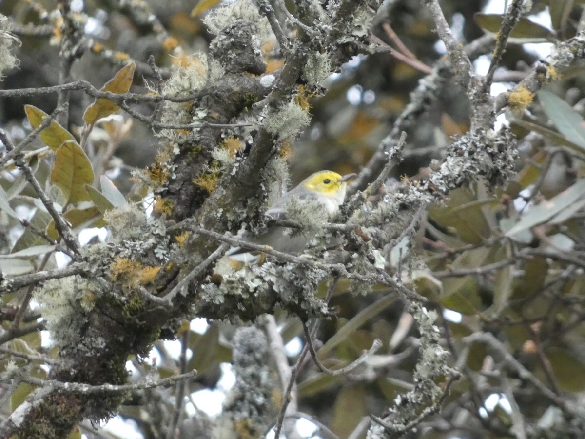 Townsend's Warbler - ML629123906