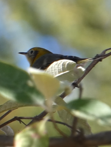 Hermit Warbler - ML629123911