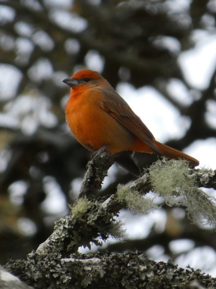 Hepatic Tanager - ML629123918