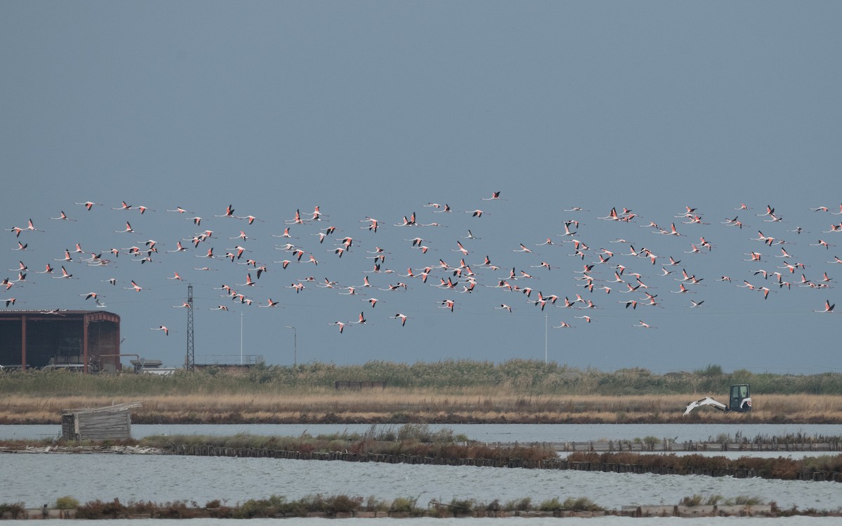 Greater Flamingo - ML629123926