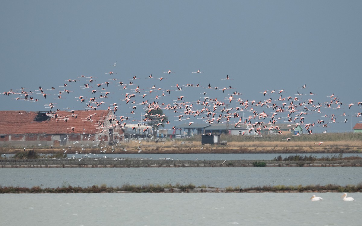 Greater Flamingo - ML629123928