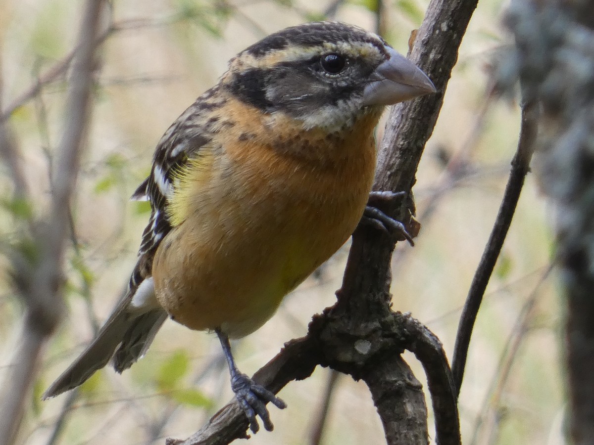 Black-headed Grosbeak - ML629123929