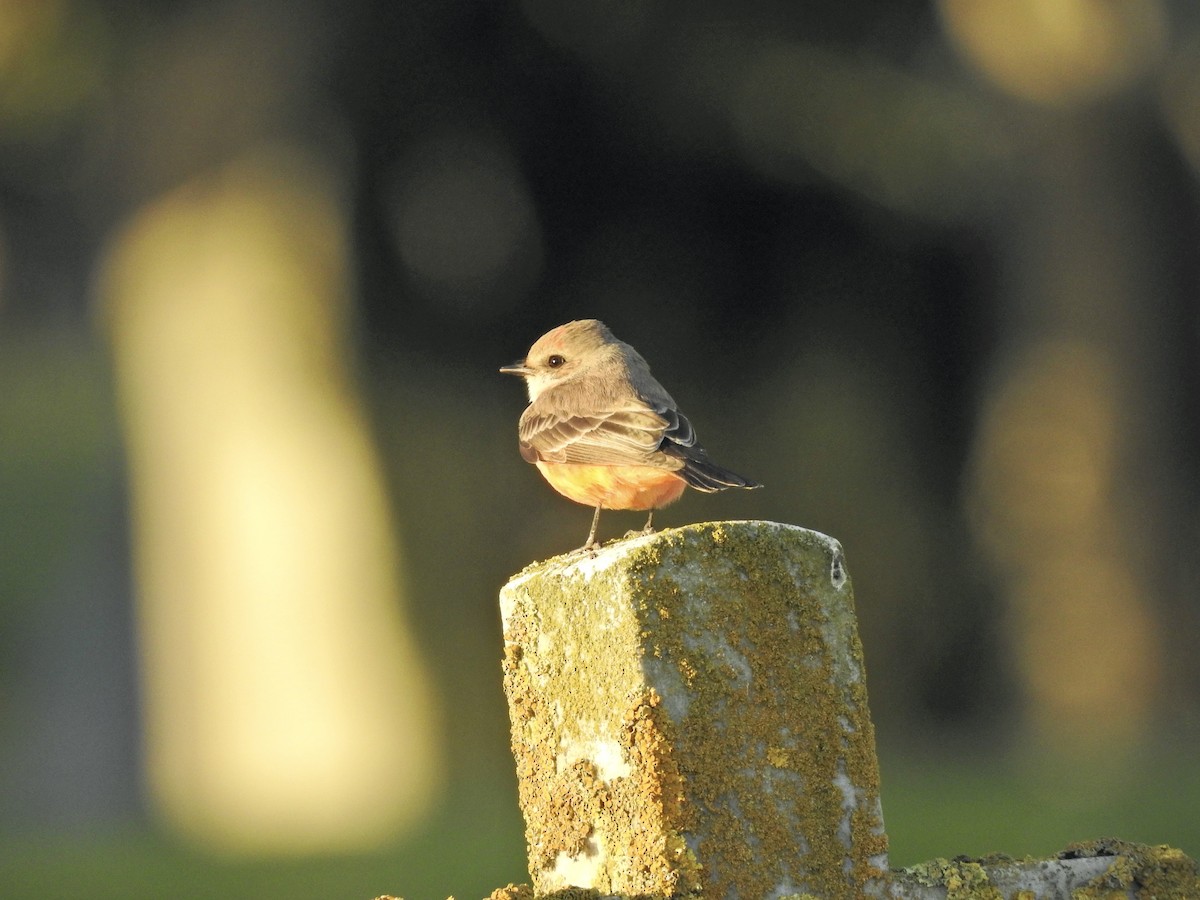 Vermilion Flycatcher - ML629123940