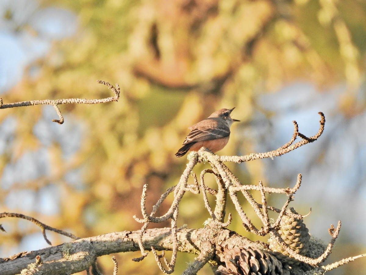 Vermilion Flycatcher - ML629123941