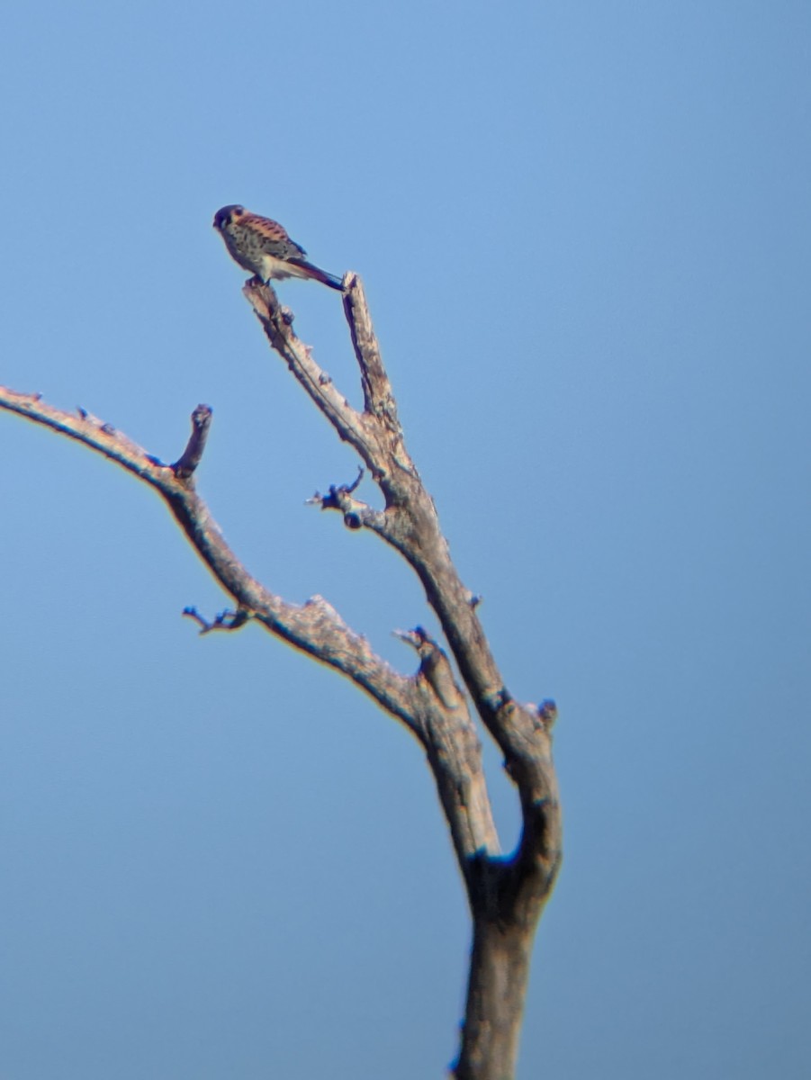 American Kestrel - ML629123953