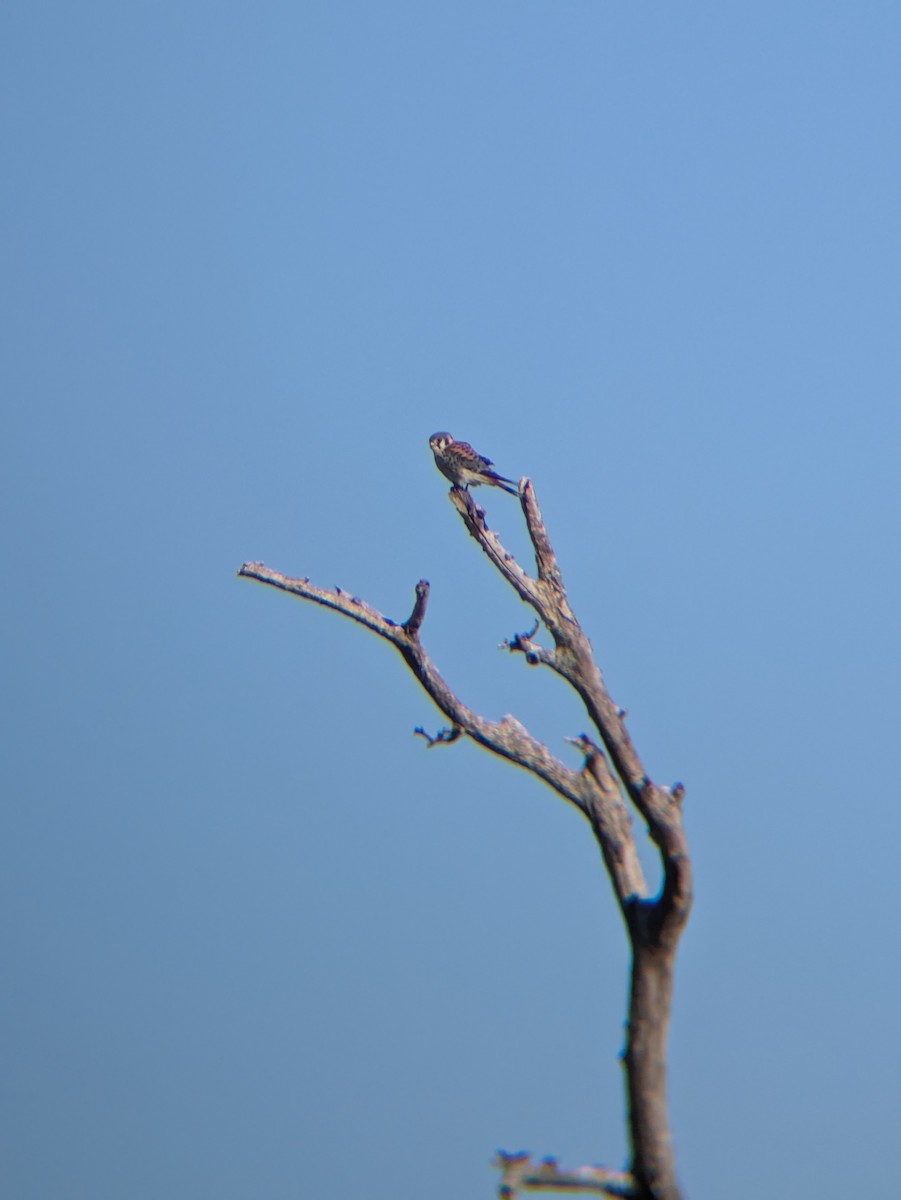 American Kestrel - ML629123954