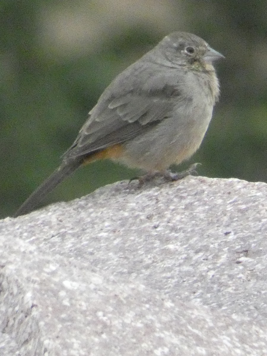 Canyon Towhee - ML629123956