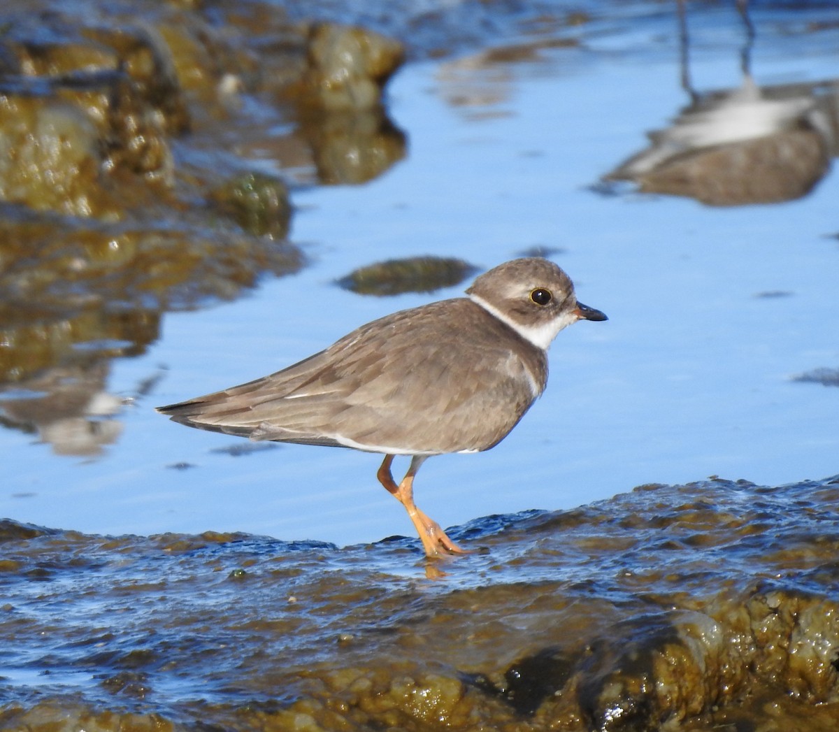 Semipalmated Plover - ML629123985