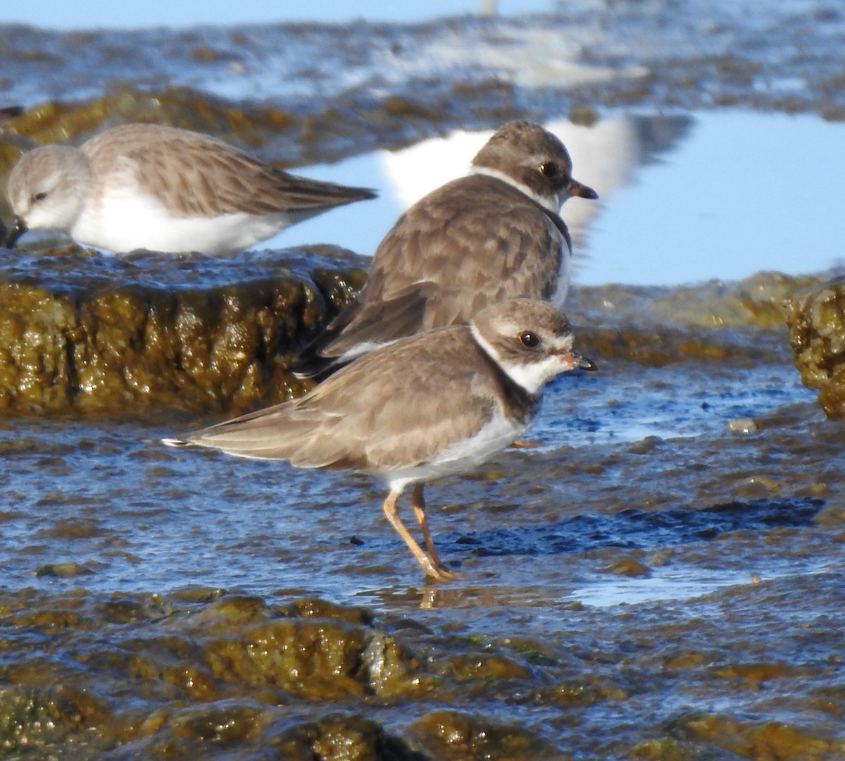 Semipalmated Plover - ML629123987