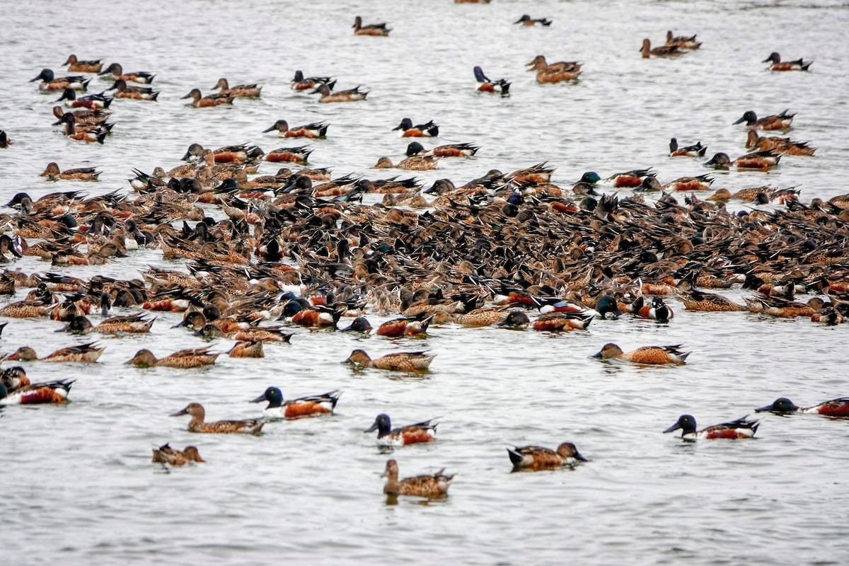 Northern Shoveler - ML629124049