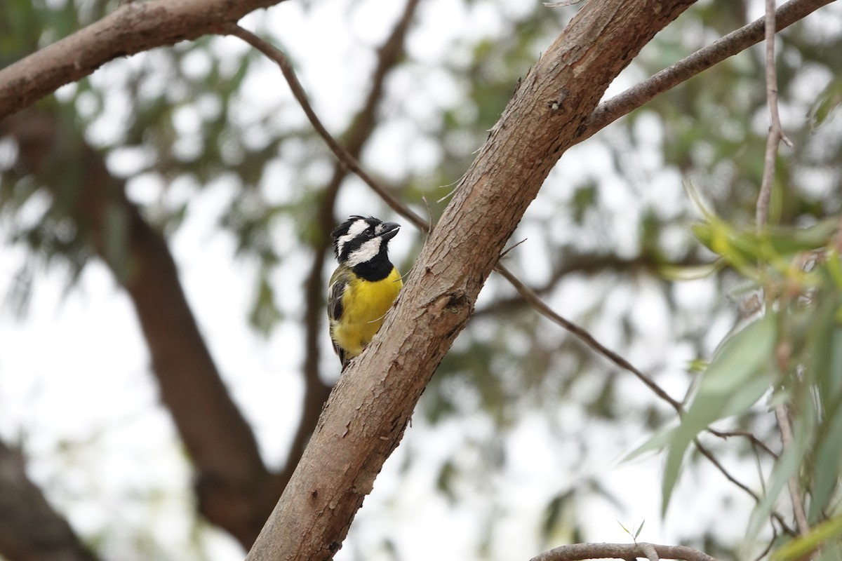 Eastern Shrike-tit - ML629124051