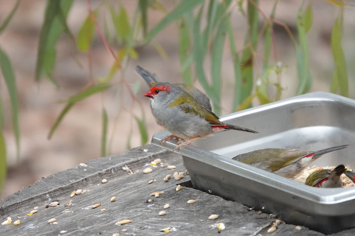 Red-browed Firetail - ML629124059