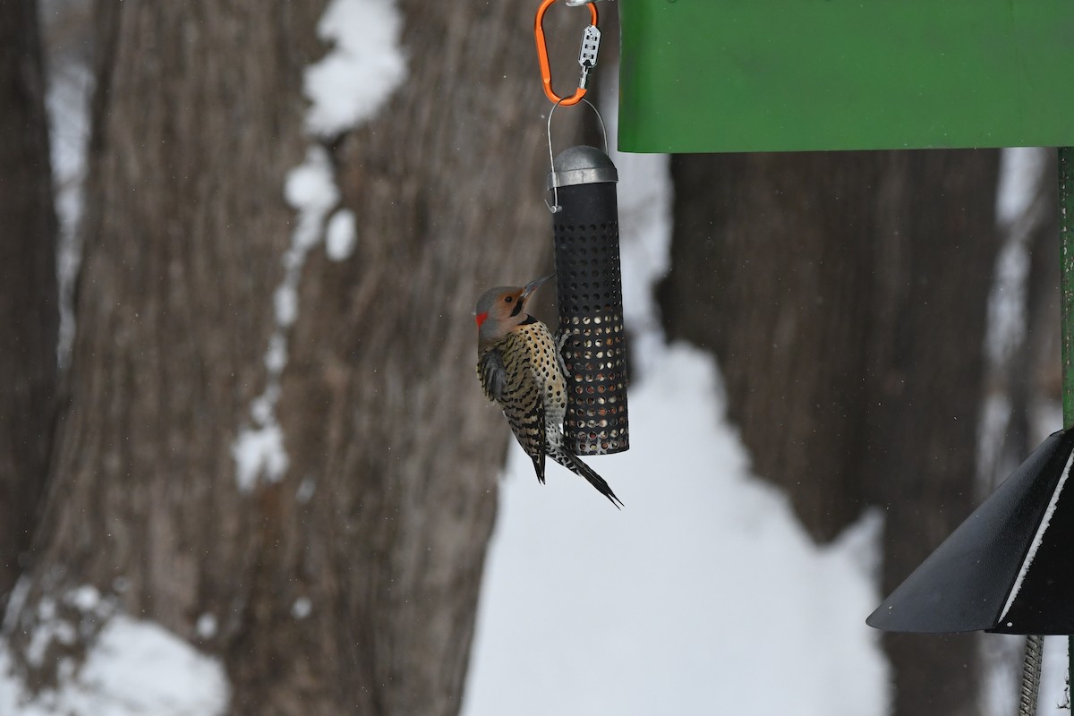 Northern Flicker - ML629124060