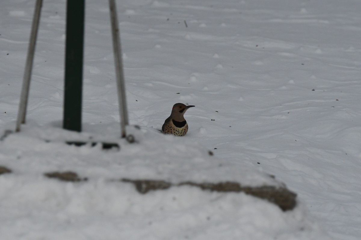 Northern Flicker - ML629124061