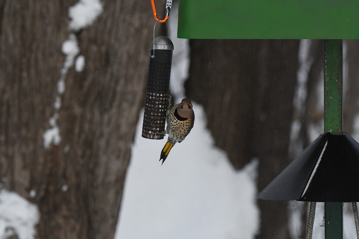 Northern Flicker - ML629124062