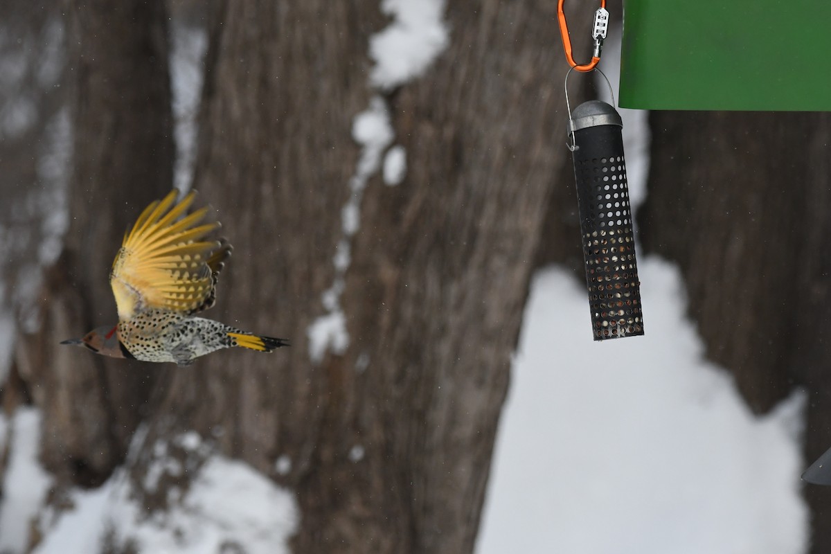 Northern Flicker - ML629124063