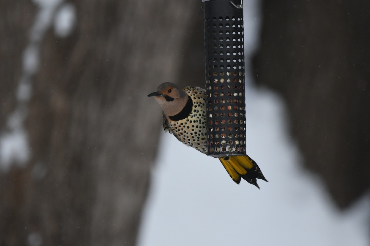 Northern Flicker - ML629124064