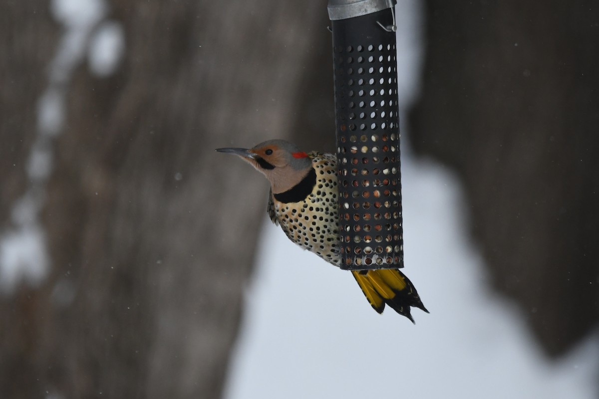 Northern Flicker - ML629124065