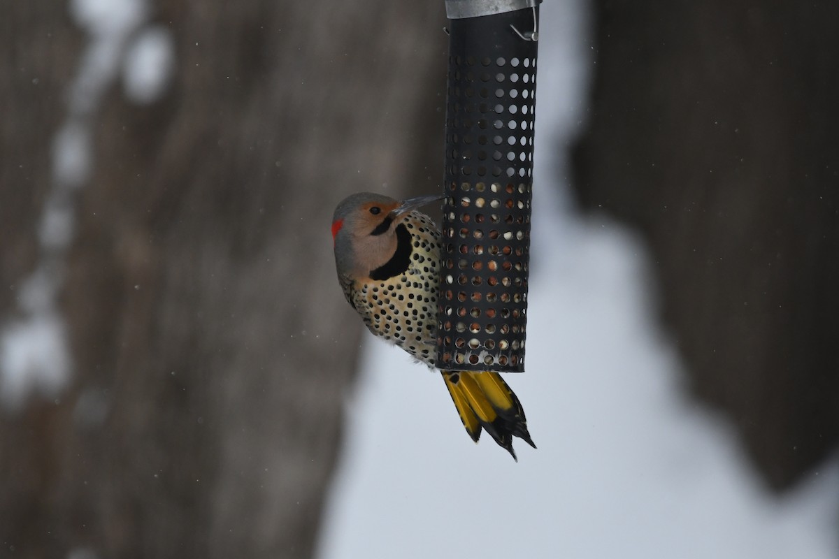 Northern Flicker - ML629124066