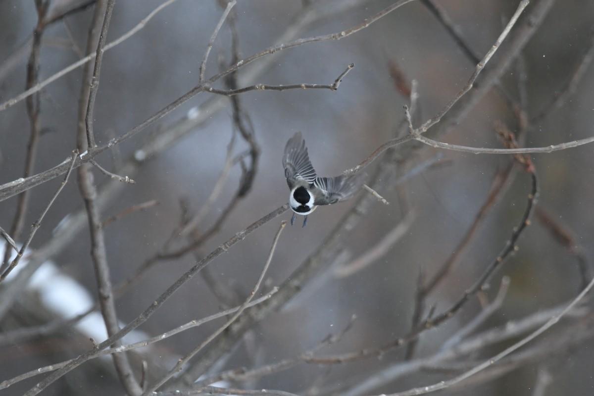 Black-capped Chickadee - ML629124076