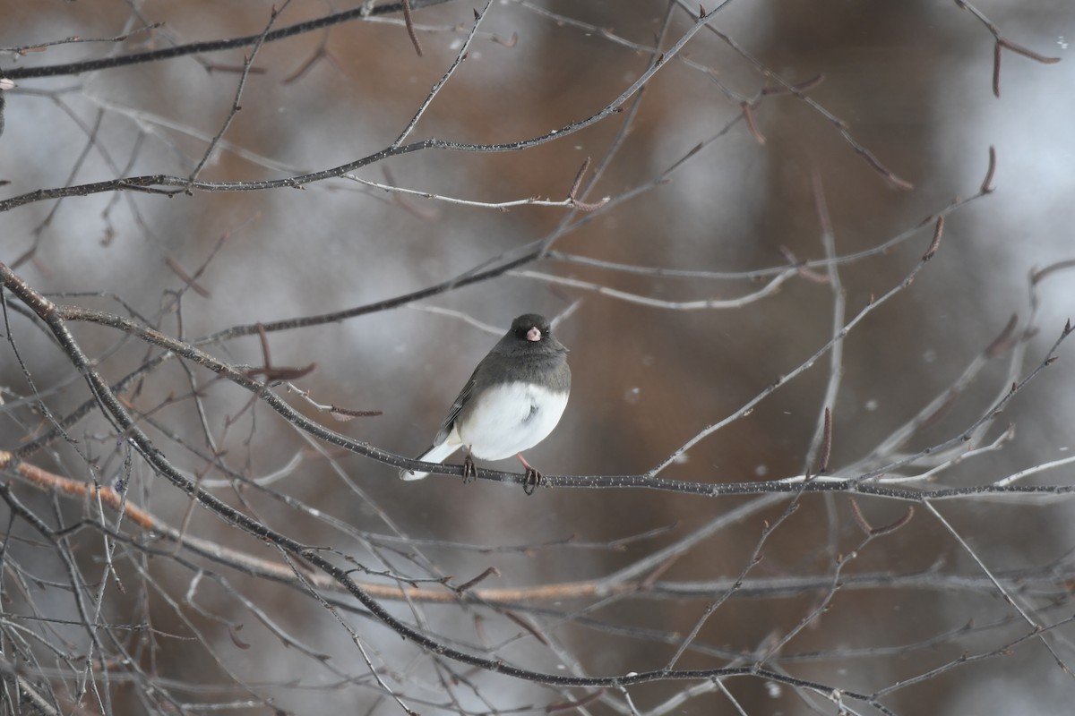 Dark-eyed Junco - ML629124088