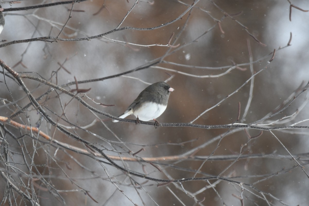 Dark-eyed Junco - ML629124089