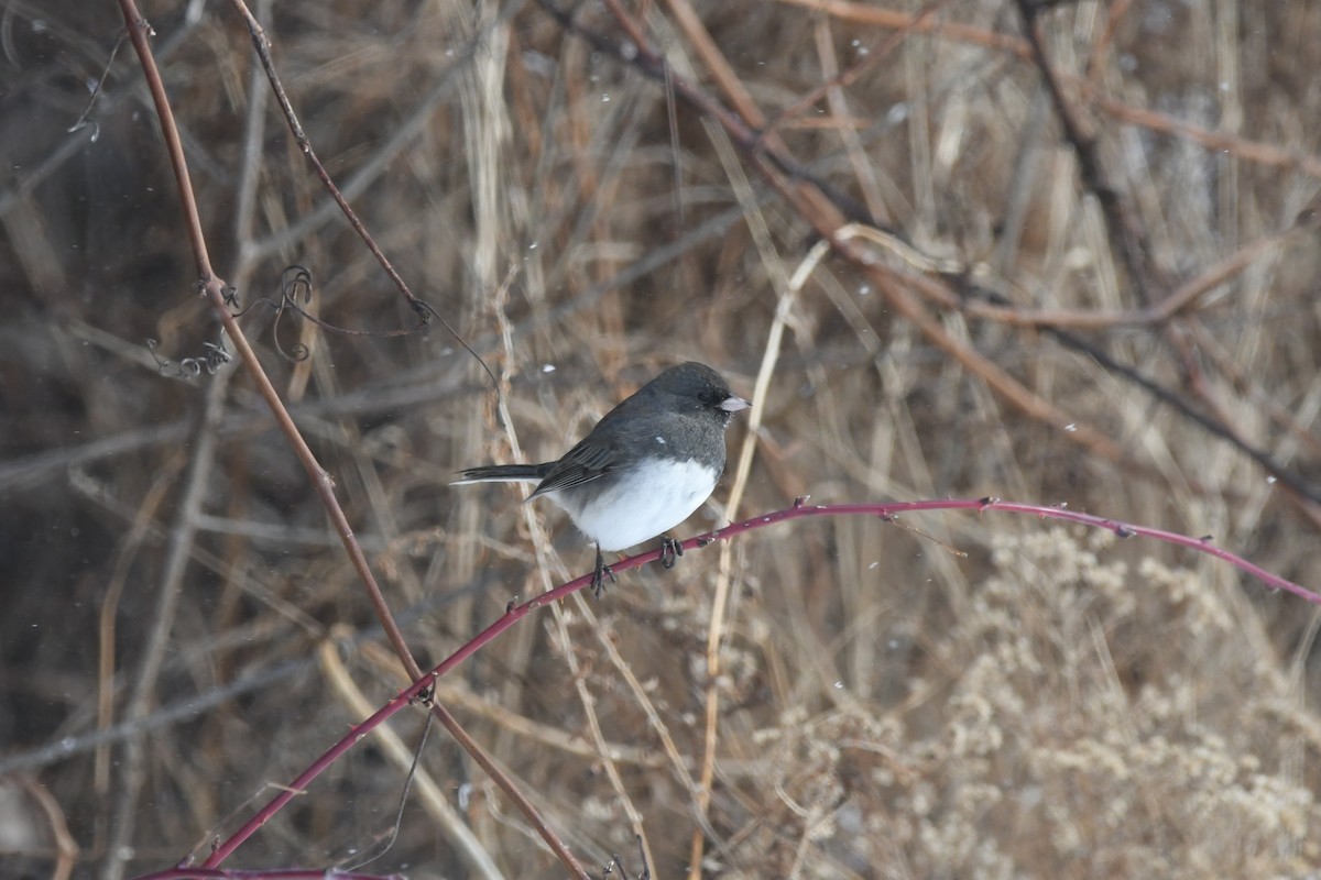 Dark-eyed Junco - ML629124090