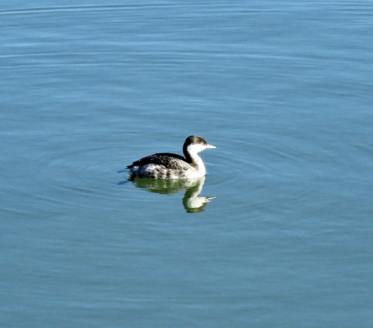 Horned Grebe - ML629124147