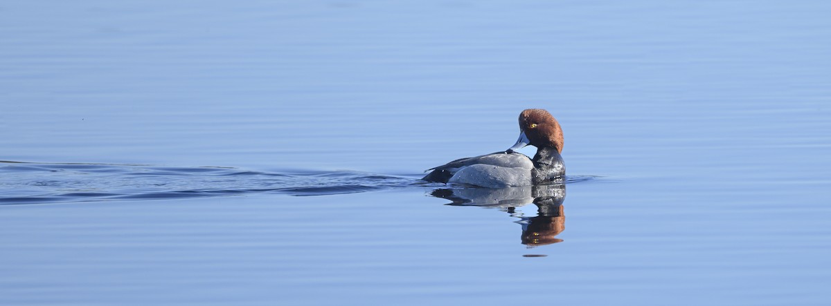 Redhead - ML629124151