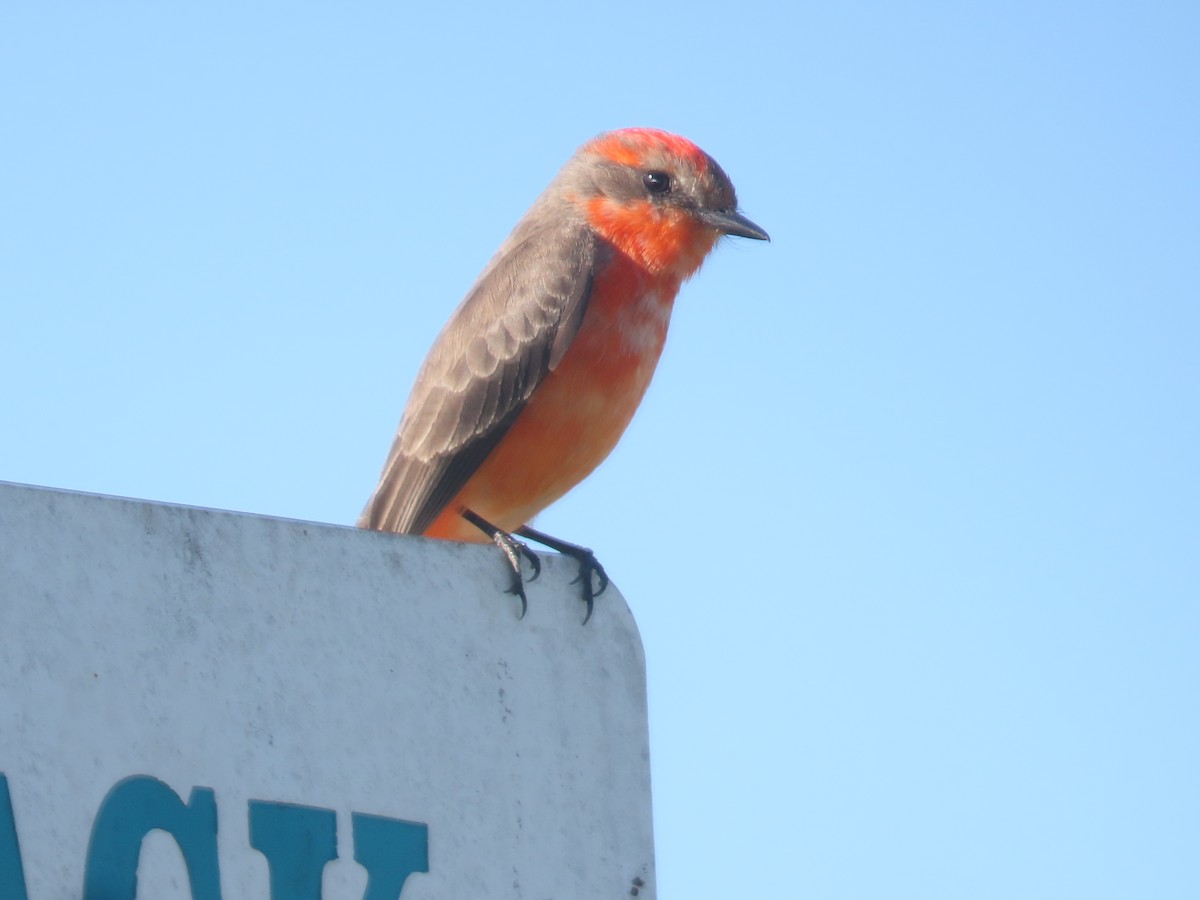 Vermilion Flycatcher - ML629124162