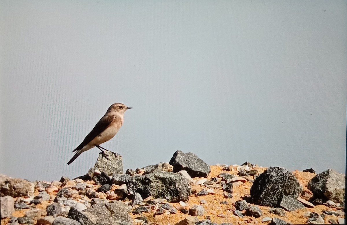 Pied Wheatear - ML629124173