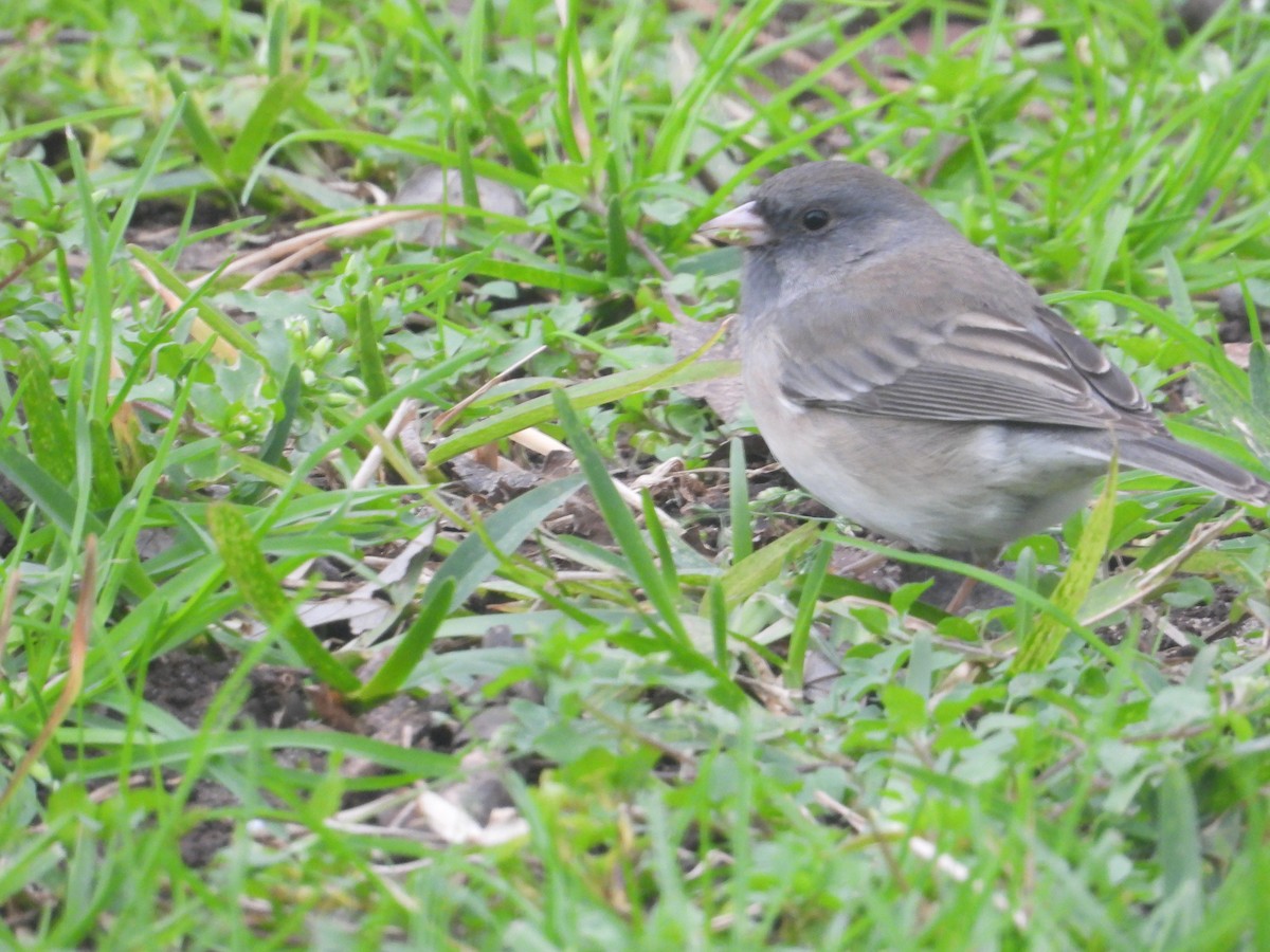 Dark-eyed Junco - ML629124221