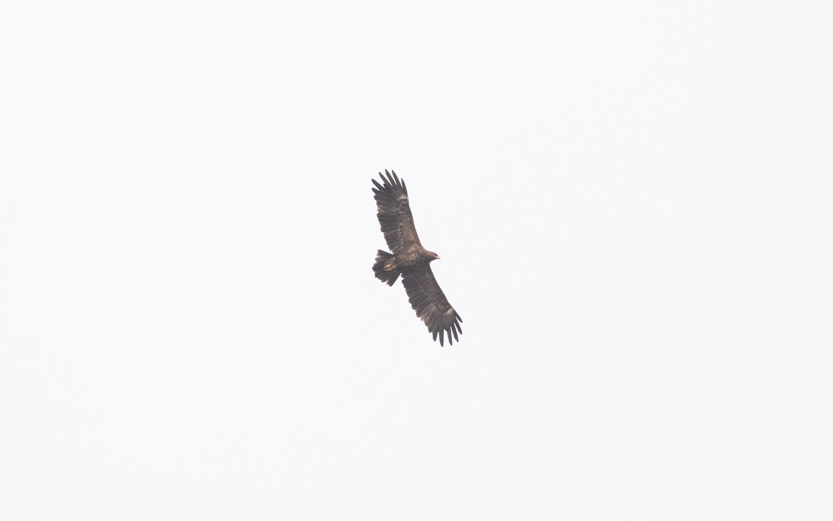 Lesser Spotted Eagle - ML629124227