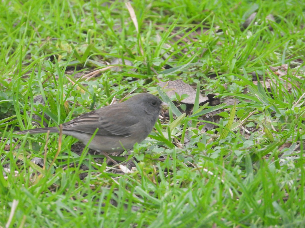 Dark-eyed Junco - ML629124228