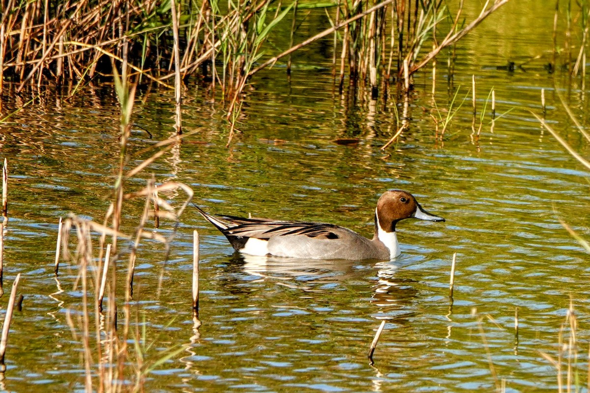 Northern Pintail - ML629124237