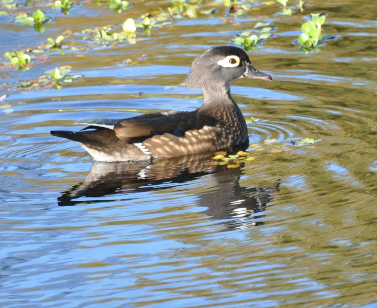 Wood Duck - ML629124257