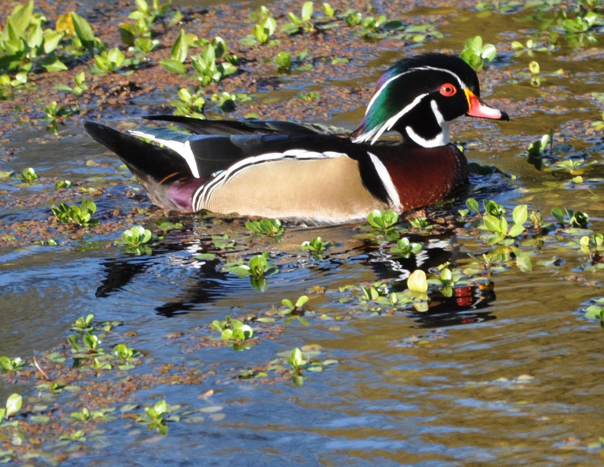 Wood Duck - ML629124260