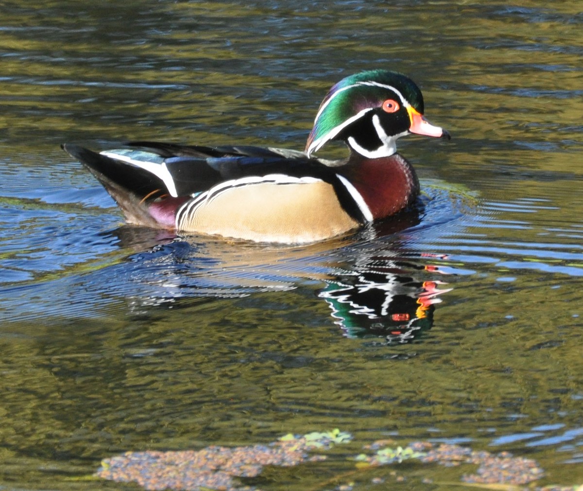 Wood Duck - ML629124263