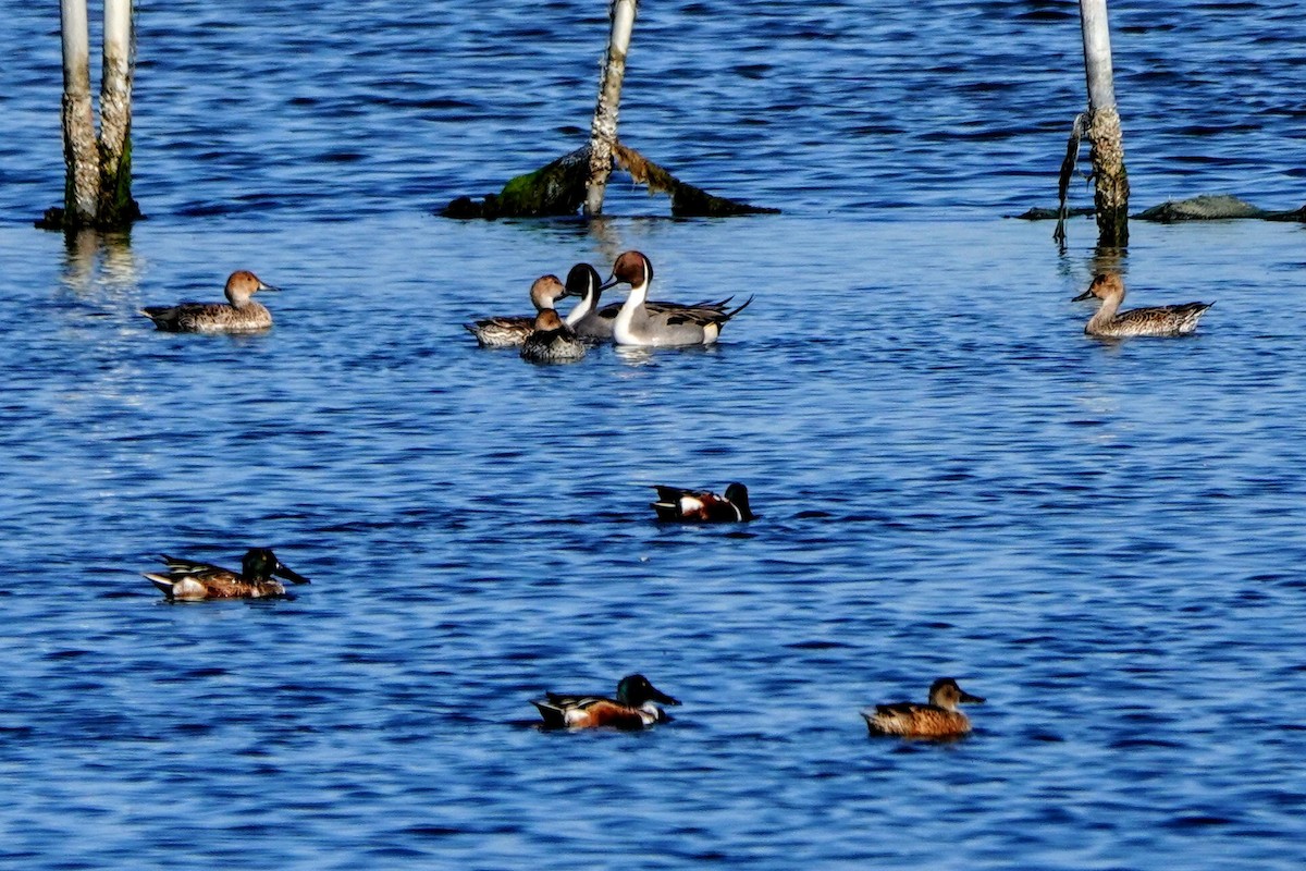 Northern Pintail - ML629124300